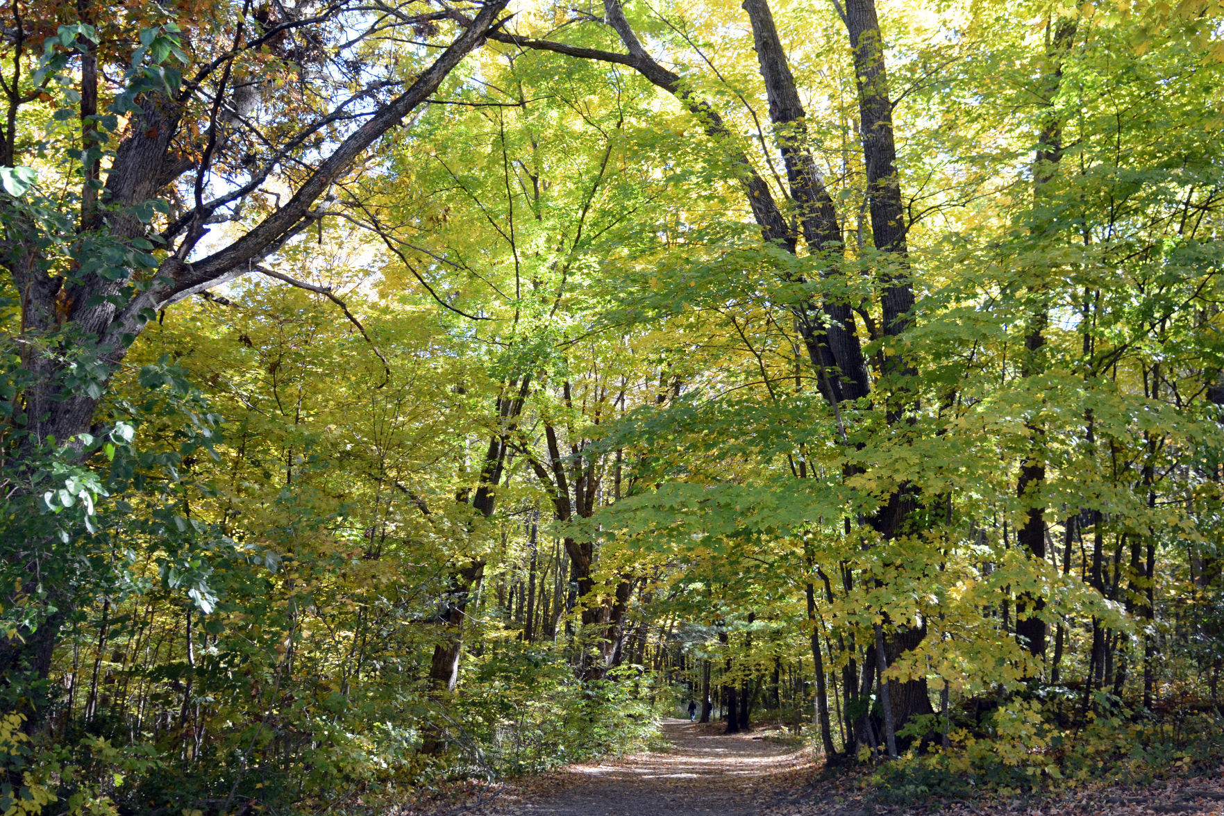Baraboo area fall color, Oct. 8, 2020